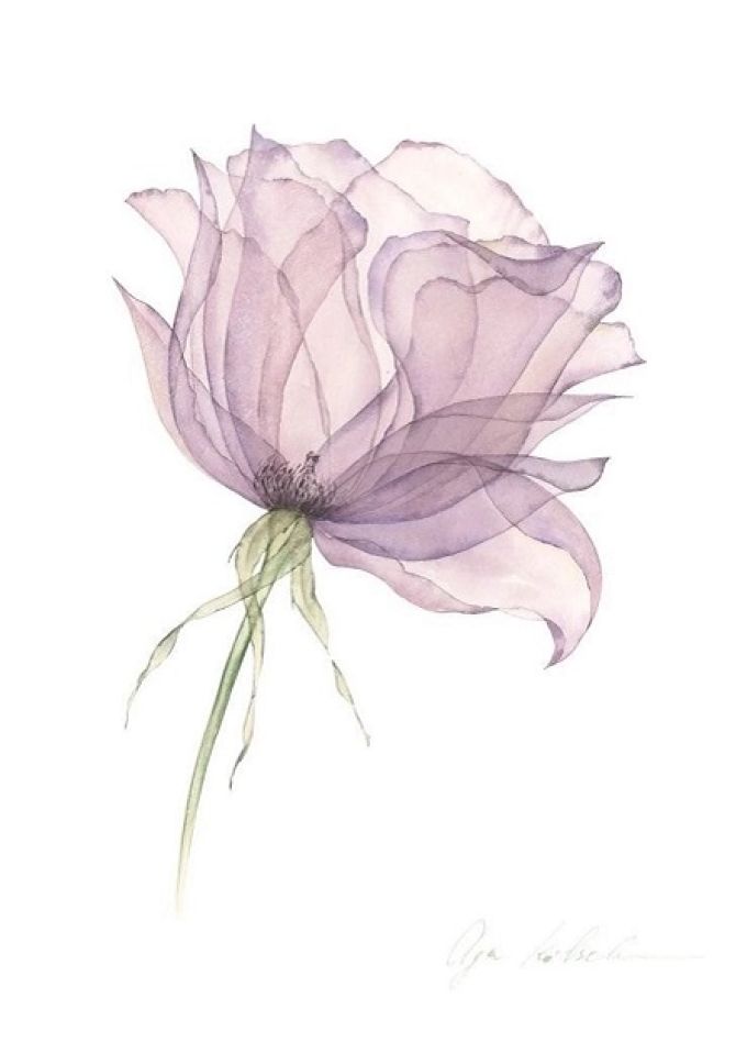 Слоистые лепестки. Техника лессировки в акварельной живописи