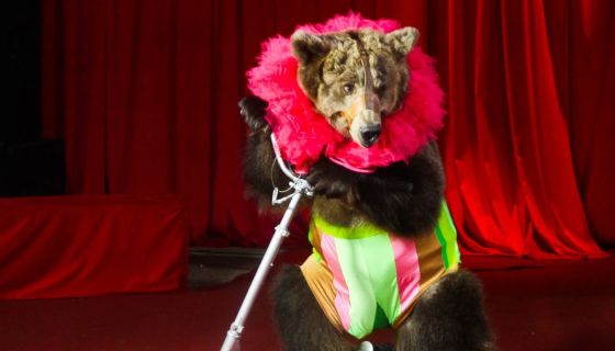 Цирк-шапито «Каракат Шоу». Русские мишки