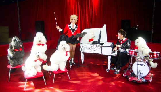 Цирк-шапито «Каракат Шоу», Бузулук