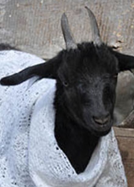 Об оренбургской козе и пуховом платке. Музейное занятие